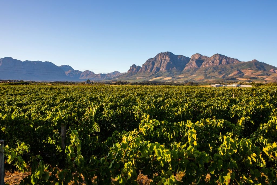 0 Bedroom Property for Sale in Val De Vie Estate Western Cape